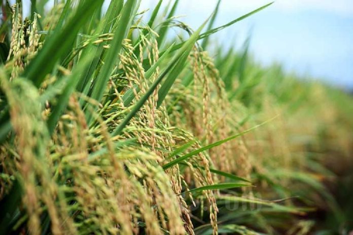 Petani Cirebon Sambut Baik Kebijakan Baru Soal Harga Gabah