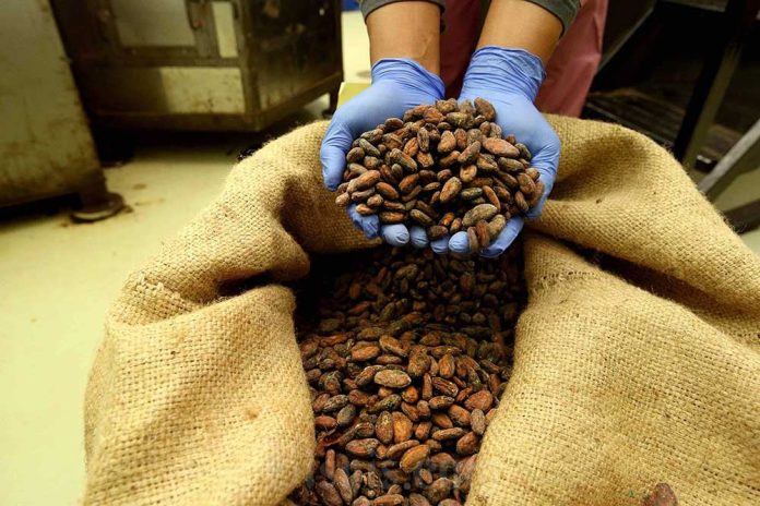 Sentuh Rekor, Kemendag Kerek Harga Acuan Ekspor Biji Kakao Jadi US$10.060/MT Januari 2025