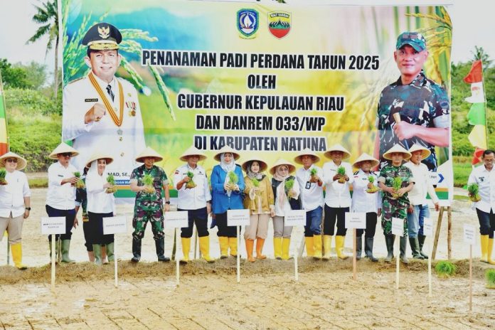 Targetkan Swasembada Pangan, Kepri Mulai Tanam Padi Perdana di Natuna