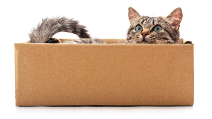 Pembantaian Kucing di China, Aksinya Direkam dan Videonya Dijual