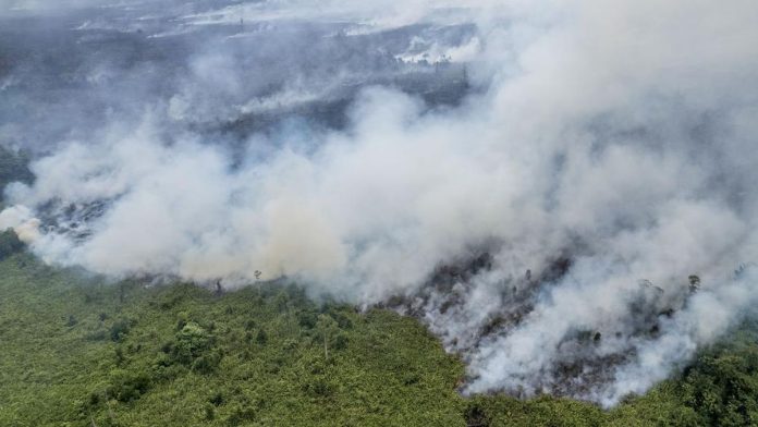 Luas Karhutla di Sumut Juni-Juli Ini Capai 1.804 Hektare