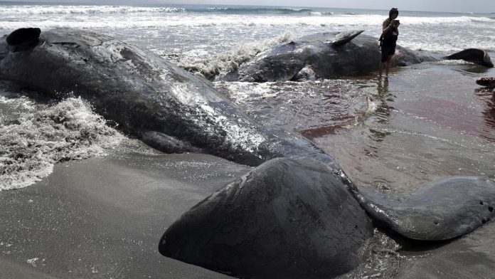 Penampakan Paus-paus Terdampar di Pantai Jepang Imbas Gempa Rusia