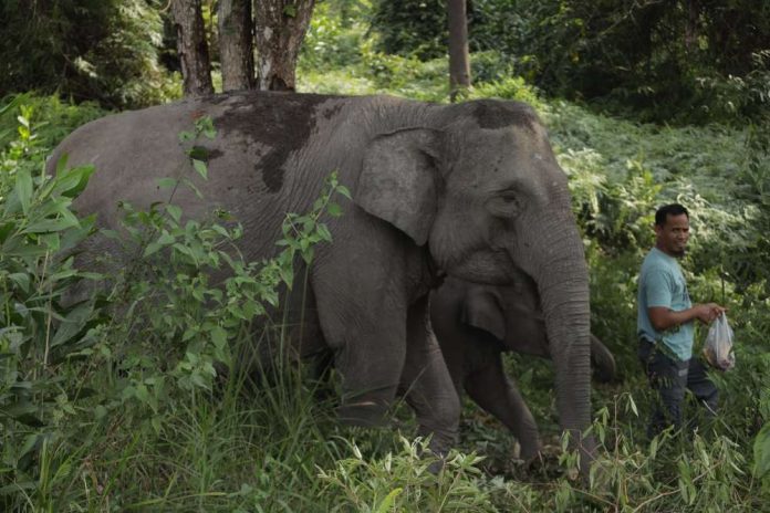 Kemenhut Mulai Relokasi Perdana Petani Sawit di TNTN