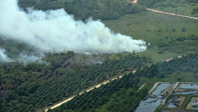 Titip Api Karhutla di Kalimantan dan Sumatera Disebut Turun Jadi 121